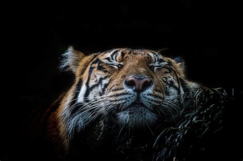Tiger 5k Retina Ultra Hd Wallpaper Background Image