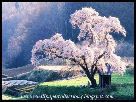 Sakura Tree Background Hd Wallpapers