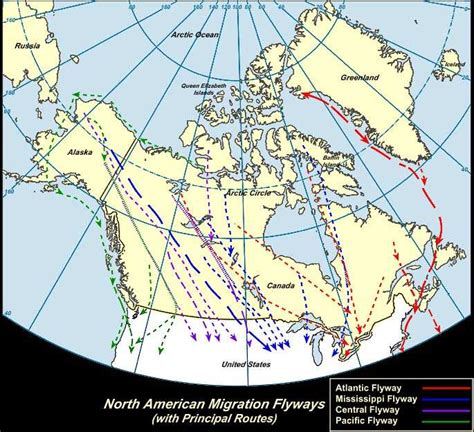 North American Bird Migration At