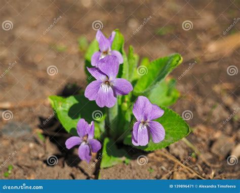 Blooming Viola Odorata Sweet Violet Wood Violet English Violet