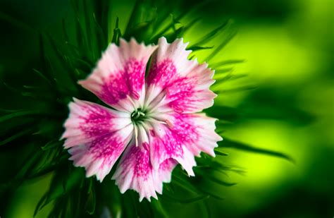 Free Stock Photo Of Flower Nature Pink