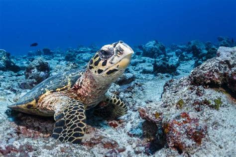 Why Are Hawksbill Turtles Critically Endangered Olive Ridley Project