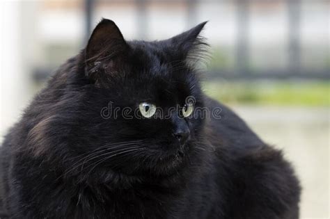 Stray Cat In The Street Fluffy Black Cat With Green Eyes Stock Image