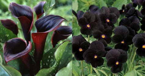 Maybe you would like to learn more about one of these? Jangan Tak Percaya Wujudnya Bunga Berwarna Hitam Di Dunia ...