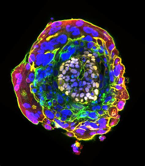 Por Primera Vez Logran Embriones Humanos En Etapas De Desarrollo