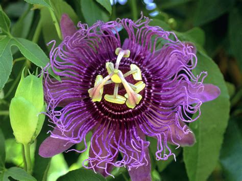 Passiflora Exotic Plants Exotic Flowers Love Flowers Purple Flowers