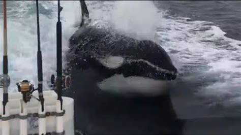 A Pod Of Killer Whales Surprise Fishermen Off The California Coast