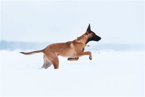 Belgian Shepherd Dog In Winter Snowing Background Winter Forest Stock