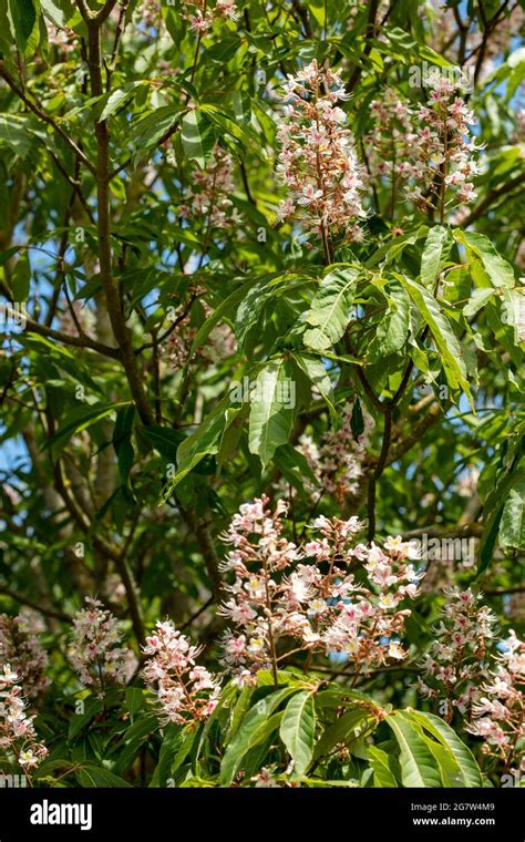 Unusual Aesculus Indica Indian Horse Chestnut Tree In Flower Natural