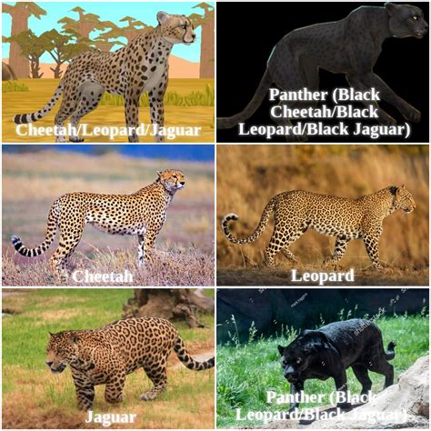 Леопард гепард ягуар пантера отличия 87 фото