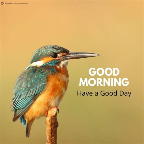 Best Good Morning Birds Images To Wish Anyone