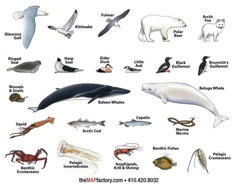 Icon Illustrated Animals Arctic 650×510 Coloring