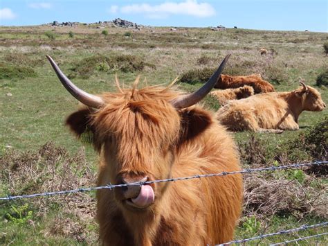 Highland Cattle Dartmoor By Janobyrne Ephotozine