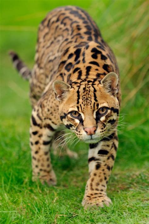 Ocelot Wild Cats Animals Small Wild Cats