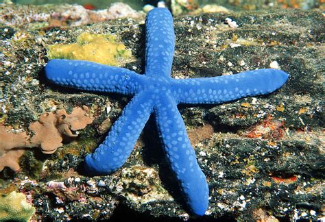 High Quality Stock Photos Of Blue Linckia Sea Star