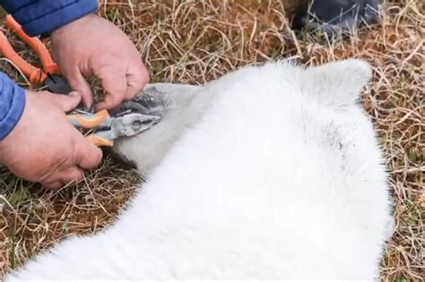 Polar Bear Cub Rescued After Getting Tongue Stuck In Tin—video