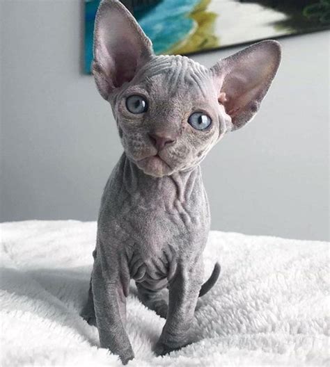 cat facts 6 fascinating facts about hairless cats cattime hairless kitten cute hairless