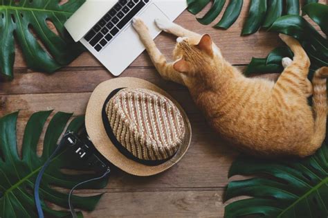 A cheap, disposable, cardboard scratching post that can serve as a decoy for your devious feline. Funny Photos of Cats "Working from Home" | Reader's Digest