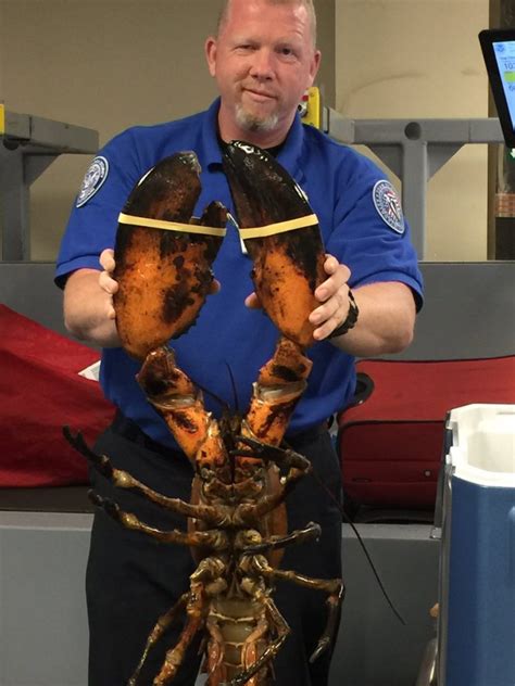 owner of gigantic lobster angry that tsa photographed ‘dinnah tickle the wire