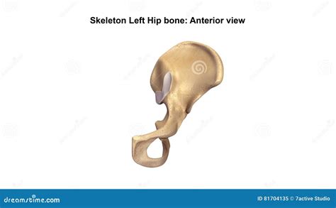 Skeleton Left Hip Bone Anterior View Stock Illustration Illustration