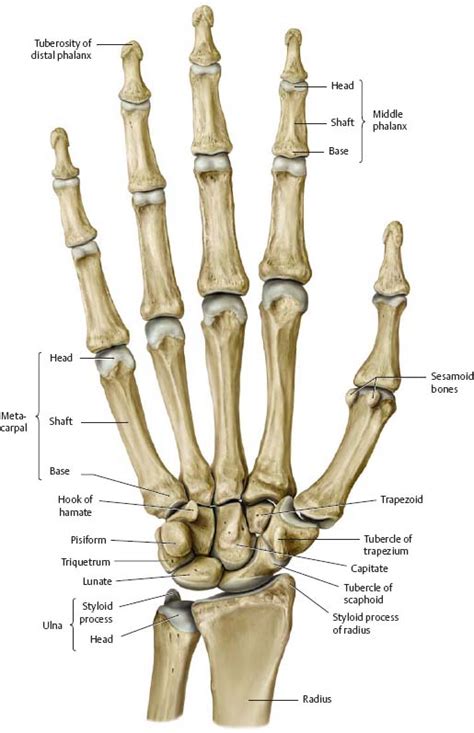 Wrist And Hand Atlas Of Anatomy