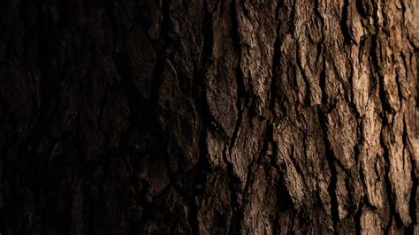 Wallpaper Dark Texture Tree Bark Tree Bark Wallpaper Dark Tree Tree