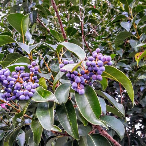 Verdadeaspas 👪 Oleaceae Ligustrum Lucidum