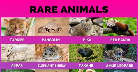 Rare Animals 35 Of The Worlds Rarest Animals That Are Difficult To