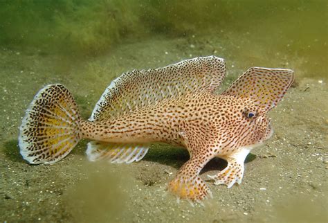 Spotted Handfish L Astounding Fish Our Breathing Planet
