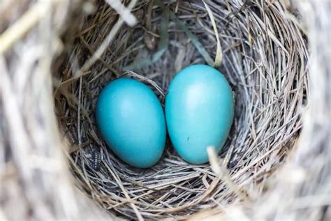 Do Birds Lay Eggs All Year Must Read Surprising Answer Birding