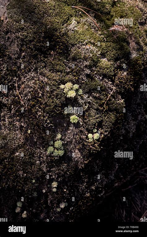 Stone With Green Moss And Lichens In A Pine Forest Stock Photo Alamy