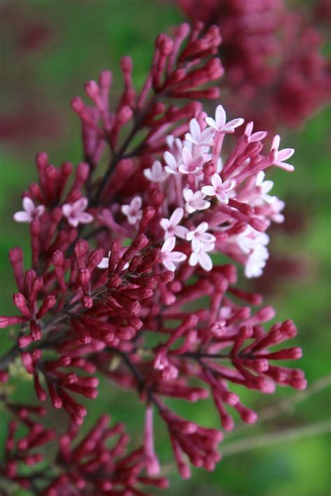 Buy Red Pixie Lilac Free Shipping Wilson Bros Gardens 1 Gallon