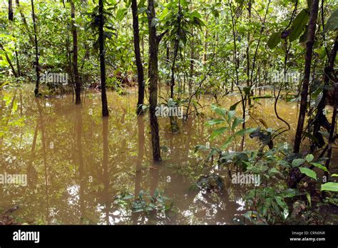 Flooded Rainforest In The Ecuadorian Amazon Stock Photo Alamy