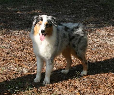 Dogs and puppies cats and kittens horses rabbits birds snakes. Australian Shepherd Puppies For Sale
