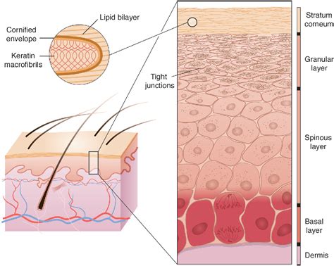 Figure 1 From Epidermal Barrier Formation And Recovery In Skin