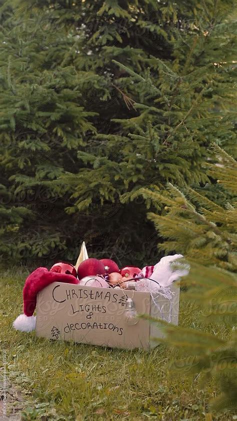 Man With Christmas Decorations Near Conifer Tree Del Colaborador De Stocksy Danil Nevsky