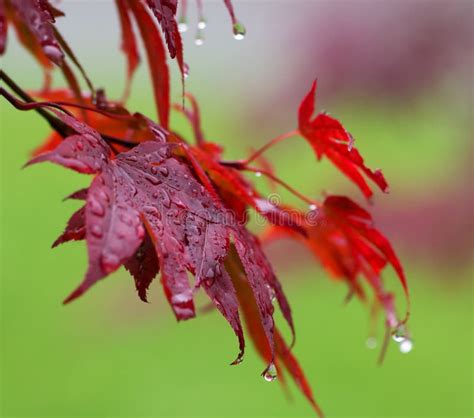 Leaves Of Red Japanese Maple Acer Japonicum With Water Drops A Stock