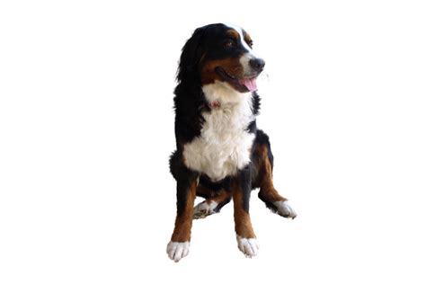 Cute Dog Png Image Purepng Free Transparent Cc0 Png Image Library