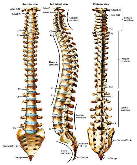 You'll also learn about conditions that affect the female. Back Bones Diagram : Notes on Anatomy and Physiology: The Spinal Column / This shopping feature ...