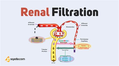 Renal Filtration
