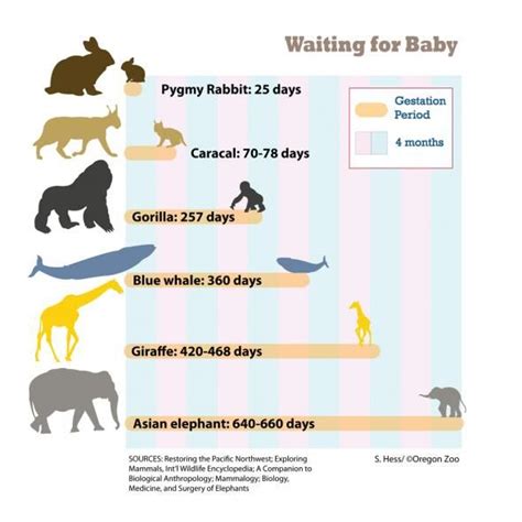 Gestation Period For Animals Chart