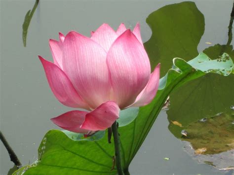 Banco de imagens plantar flor pétala verde botânica Rosa Lótus