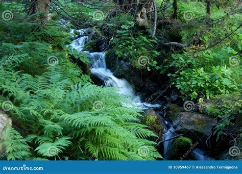 Brook In The Forest Stock Image Image Of Brook Moist 10959467