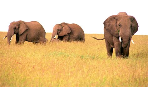 Free Images Nature Grass Wilderness Group Adventure Trunk Wildlife Wild Herd Grazing