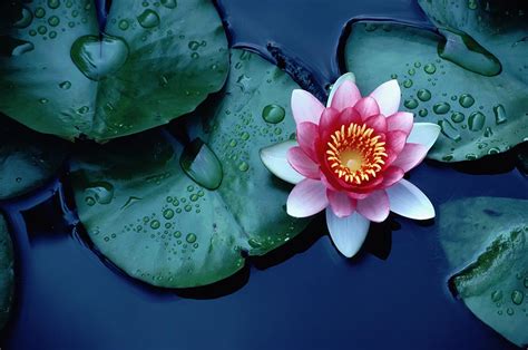 How Does The Lotus Flower Clean Itself Pitara Kids Network