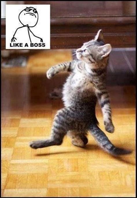 Gangsta Walk Funny Animal Pictures Pinterest Like A