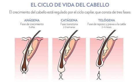 Fases Del Cabello Y Su Duraci N Ciclo Capilar Con Im Genes Ca Da Cabello