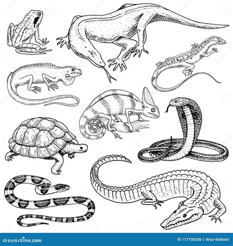 Set Of Reptiles And Amphibians Wild Crocodile Alligator And Snakes