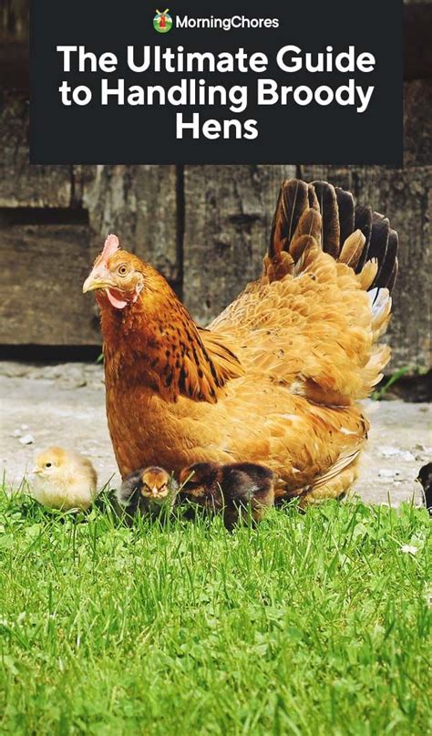 Broody Hens Causes Breeds And How To Take Care Of Them Broody