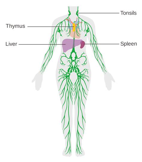 Simple Lymphatic System Diagram